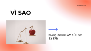 Vì sao não bộ ưu tiên cảm xúc hơn lý trí?